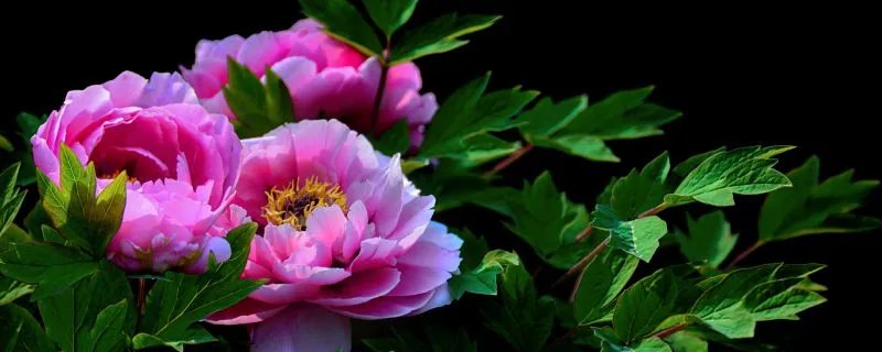 洛阳的市花是什么