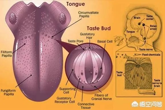 人类第六感首次被证实,你怎么看?