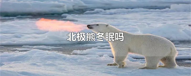 北极熊冬眠吗