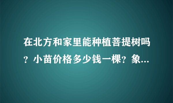 在北方和家里能种植菩提树吗？小苗价格多少钱一棵？象征着什么？