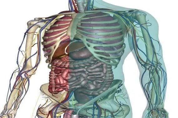 人体结构图彩色