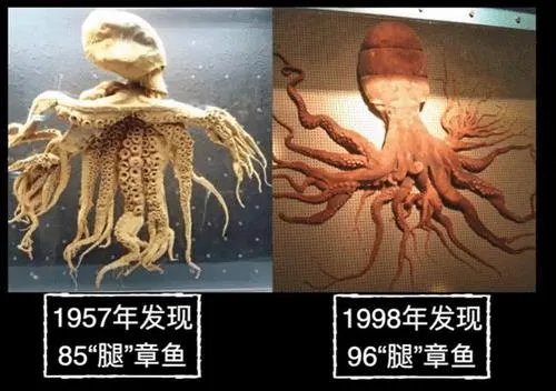 韩国渔民发现32条腿章鱼 专家表示将进行放射性测试