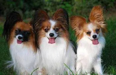 中小型狗的品种大全名字