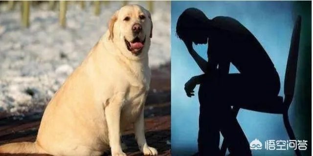 拉布拉多犬是万能犬，为什么很多人想养却不敢养？