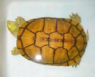 金钱龟吃什么？