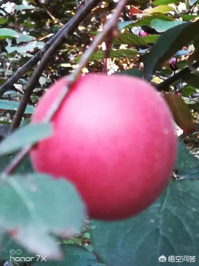 红叶李果实能吃吗？