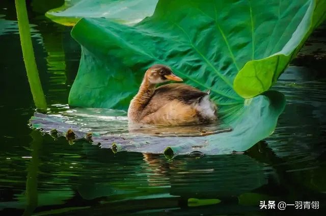 为什么在奥运会上感染的都是国外运动员，中国运动员一个也没有？