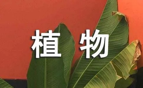 观察植物日记