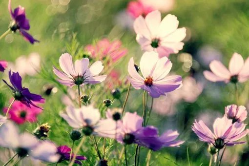 百般红紫斗芳菲的上一句是什么?