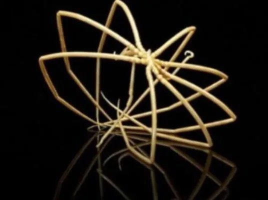 巨型海蜘蛛：极地巨大症腿长25厘米（图）