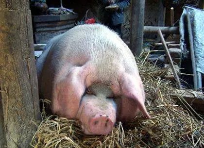 民警为救猪跳进化粪池的做法值不值得？猪是如何掉进去的？