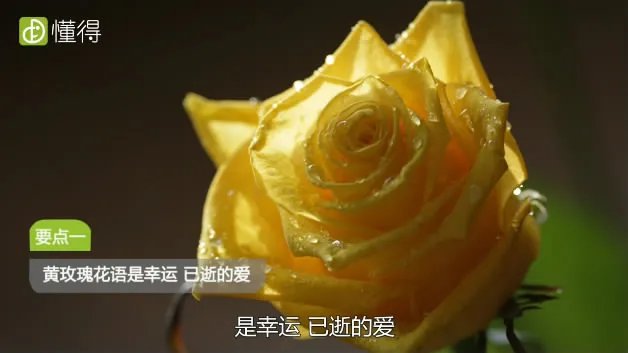 黄玫瑰代表什么意思