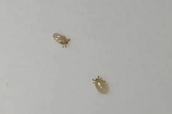 蜱虫是怎么长出来的 蜱虫的寿命