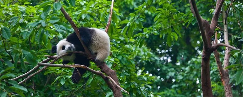 大熊猫生活在什么地方  大熊猫生活在哪里