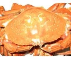 巨大拟滨蟹的鉴别方法