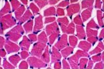 身体组织结构图