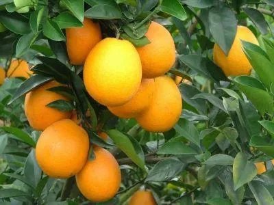 中国十大橘子产地