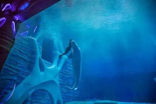 世界上真有美人鱼吗