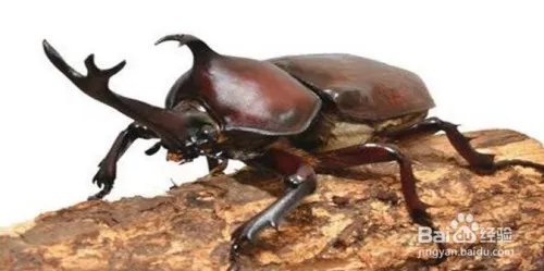 昆虫备忘录怎么写