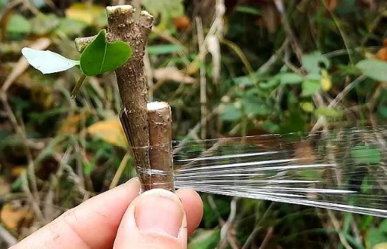 嫁接树苗的方法和技术