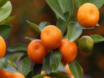 中国十大橘子产地