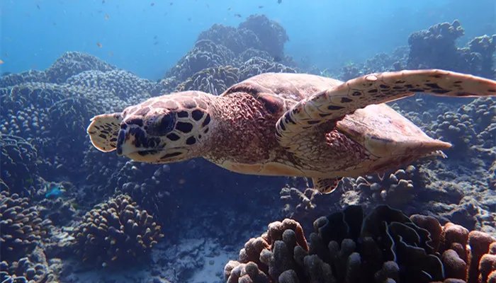 海洋污染的危害 海洋污染的危害有哪些