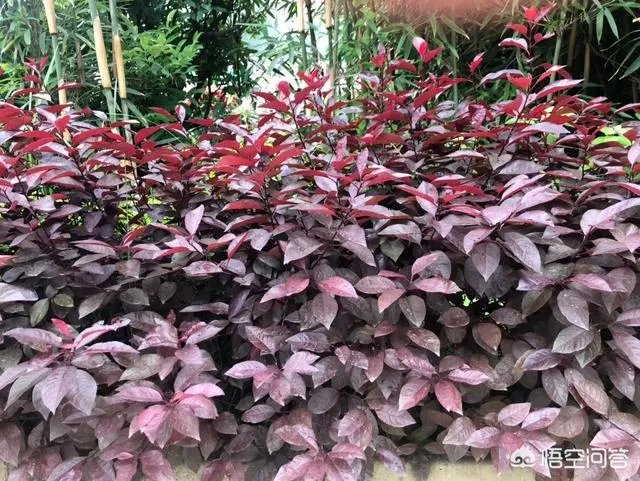 红叶李果实能吃吗？