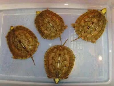 金钱龟吃什么？