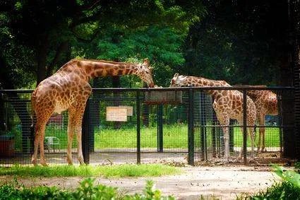 北京动物园地铁几号线