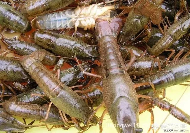 如何选择小龙虾的种苗？