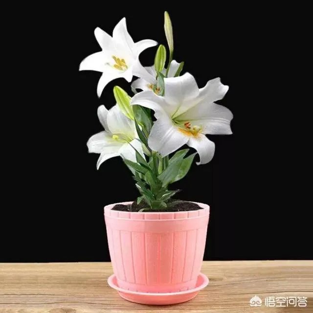 怎么种植百合花？