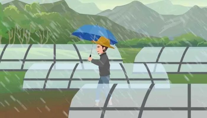 小麦因下雨发芽农户哭诉损失惨重 降雨频繁小麦应该如何防潮