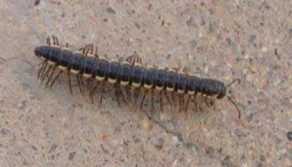 在自然界的生物中，条马陆有怎样的外形特征与毒性？