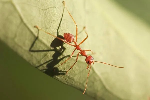 蚂蚁用什么来消灭它