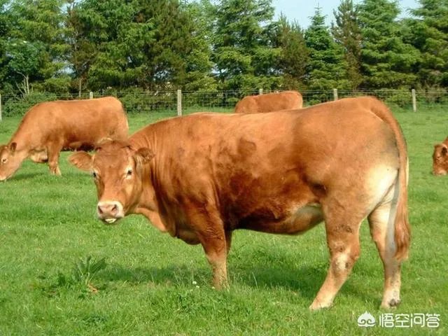如何科学养牛？