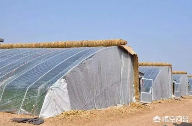 农民怎样才能发家致富?哪里的农民最赚钱？