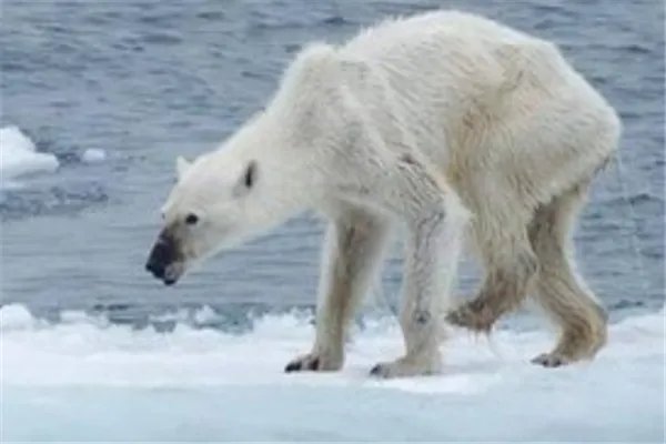 随着全球气候变暖，人类会再次进化吗？