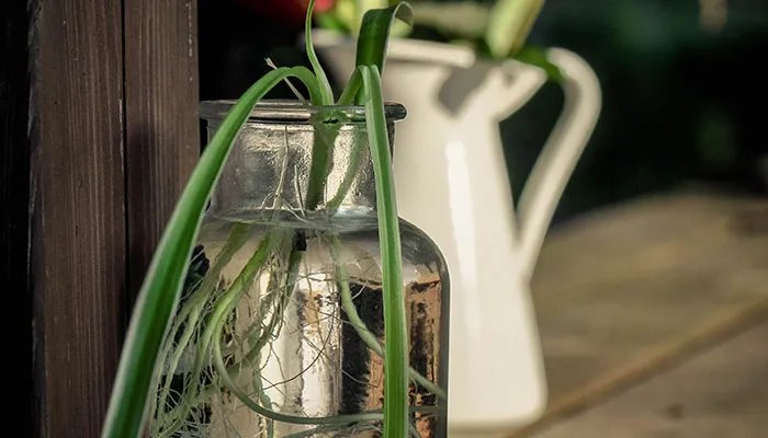 吊兰叶子发黄怎么办 吊兰叶子发黄怎么解决