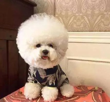 中小型狗的品种大全名字