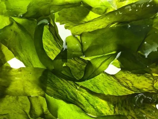 海带排骨汤的营养价值