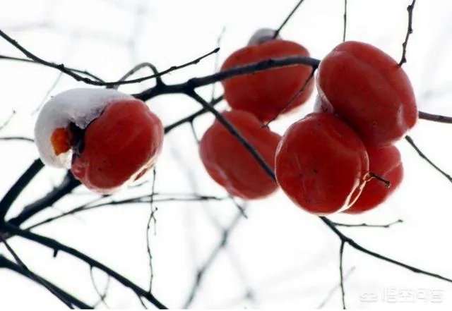 柿子的功效和吃法？