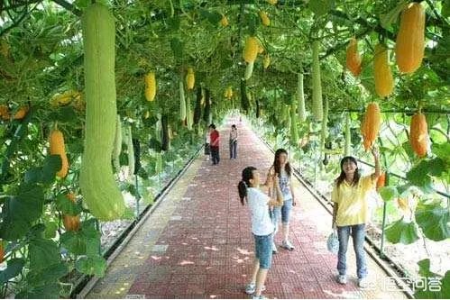 农村怎样致富？