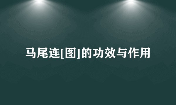 马尾连[图]的功效与作用