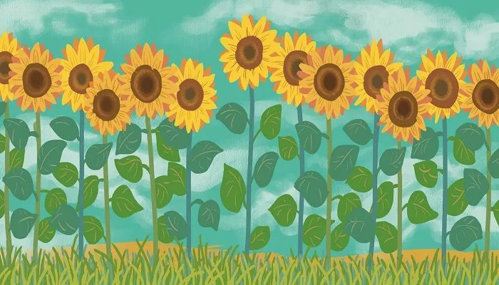 太阳花的象征意义 太阳花象征的意义是什么