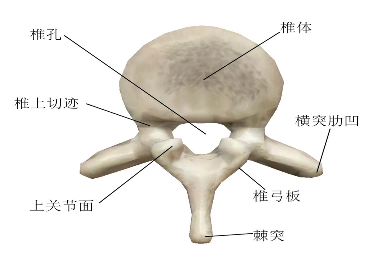 脊柱图解结构图