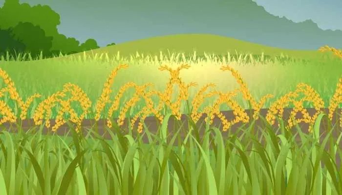 小麦因下雨发芽农户哭诉损失惨重 降雨频繁小麦应该如何防潮