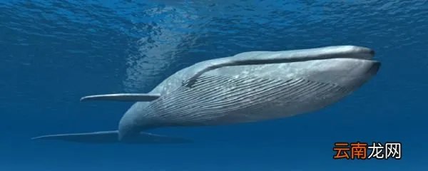 鲸鱼和海马哪个属于真正的鱼 鲸鱼和海马哪个是真正的鱼