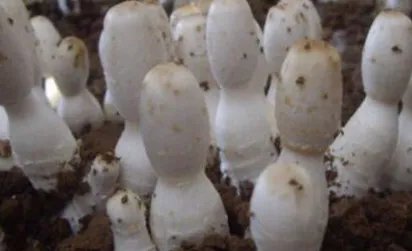 鸡腿菇怎么做好吃？