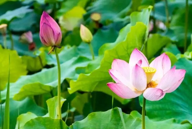 藕是莲的什么部位 藕是莲的根还是茎