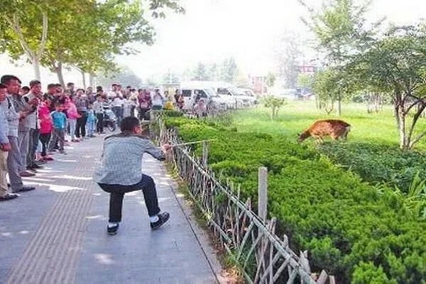 大妈闹市放羊啃食绿化带是怎么回事？